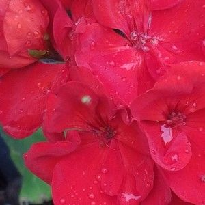 Meet your Posher, Mary